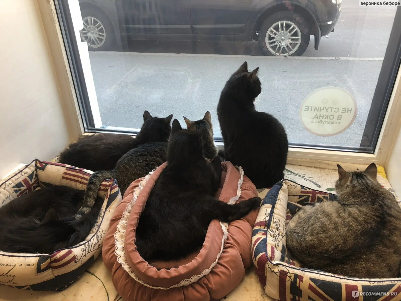 Котокафе "Время котов" в Иркутске; иркутское котокафе "Время котов" выселяют из 