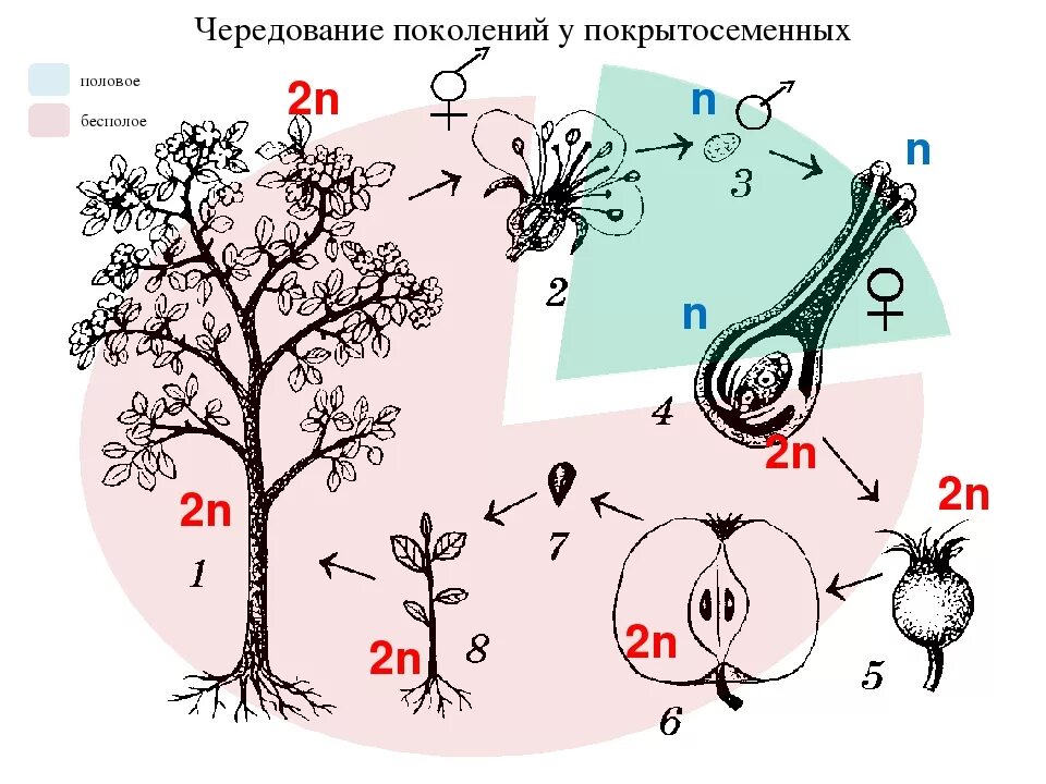 Циклы егэ. Цикл развития покрытосеменных растений схема. цикл развития покрытосеменных растений схема с описанием. жизненный цикл покрытосеменных растений схема. жизненный цикл цветковых растений егэ.