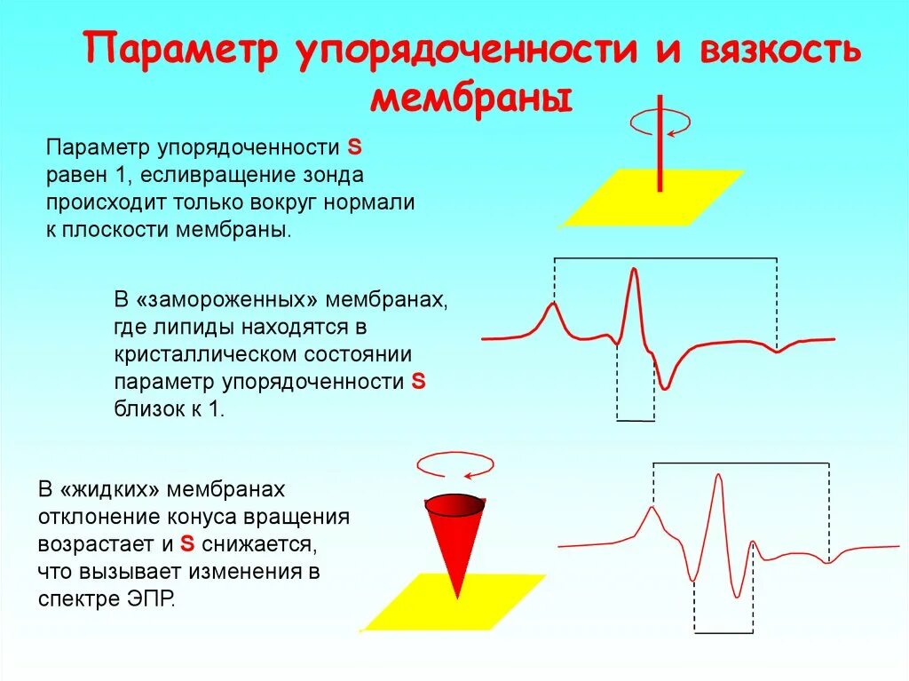Участие мембран в регуляции метаболизма. Микровязкость липидного бислоя. Вязкость мембраны. Физические свойства биологических мембран. Свойства биологических мембран микровязкость.
