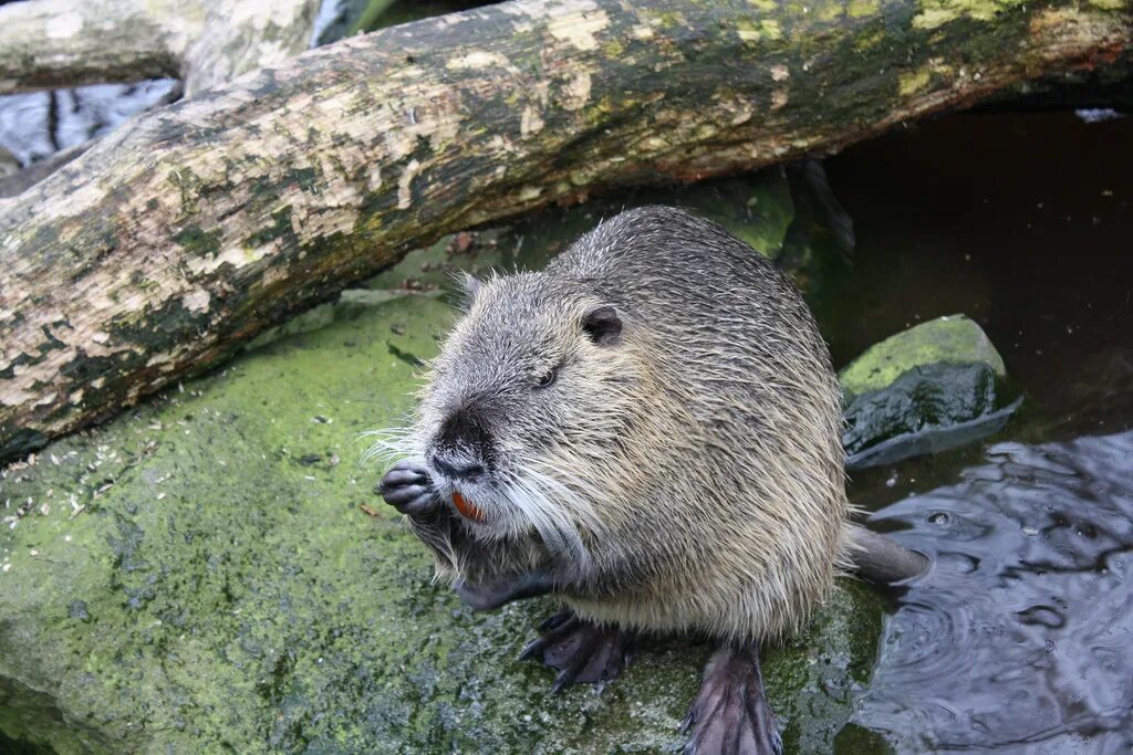 Бобры 6 букв. Myocastor coypus нутрия. Нутрия болотный Бобр. Белая нутрия болотный Бобр. Нутрия фото.