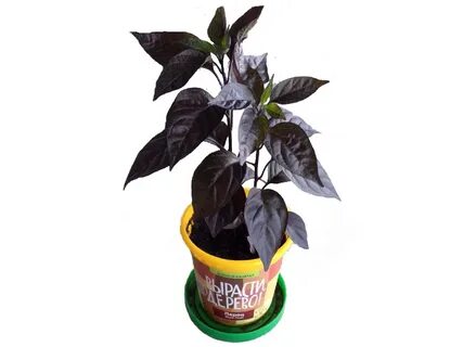 Pepper 18