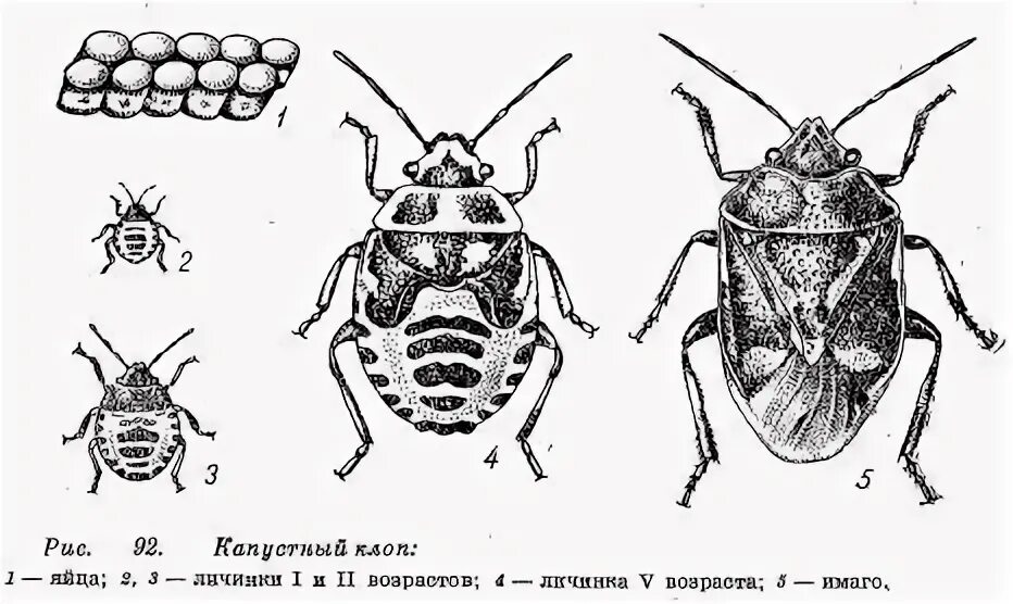 Клоп щитник зеленый. Лесной клоп тип развития. Водомерка для 7 класса. Лесной клоп тип развития. Мраморный клоп стадии развития.