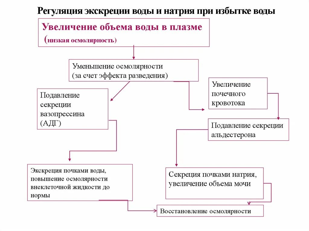 Регуляция воды в организме. Механизмы регуляции натрия в организме. Гормональная регуляция выведения натрия почками.. Регуляция содержания натрия в организме.