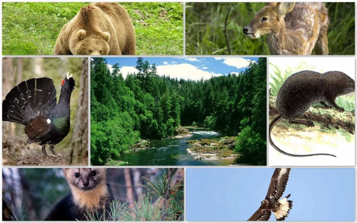 Органический мир лесов. Фауна тайги в России. Фауна светлохвойной тайги. Фауна тайги Северной Америки.