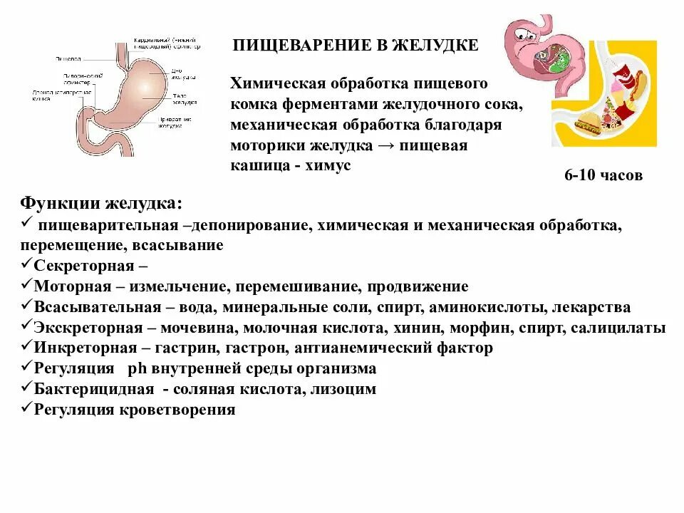 Пищеварение в желудке функции желудка. Толстый кишечник механическая и химическая обработка пищи. Пищеварение в желудке физиология кратко. Пищеварение в желудке желудочный сок функции.