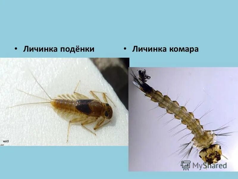 Личинка поденки. Личинка комара. Личинка комара питается. Личинка поденки размер.