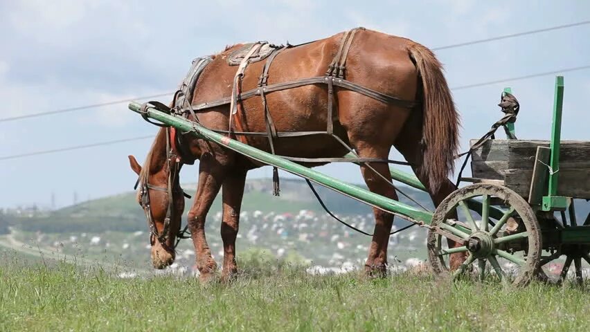 Невдалеке стояла телега запряженная. Телега запряженная. Лошадь запрежена в телегу. Лошадь с подводой. Телега лошадь заправить.