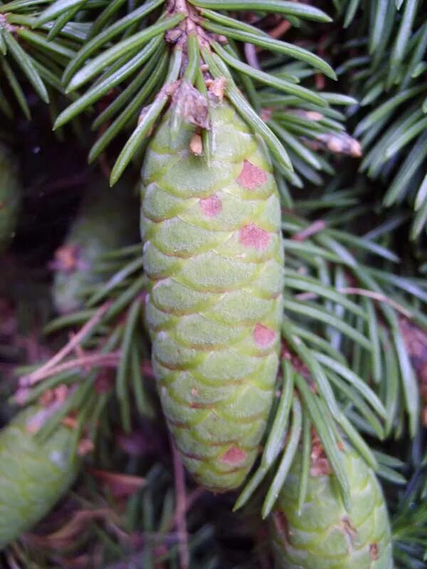 Зеленая шишка ели. Ель Сибирская Picea obovata. Picea obovata шишки. Picea obovata пыльца. Ель обыкновенная шишка.