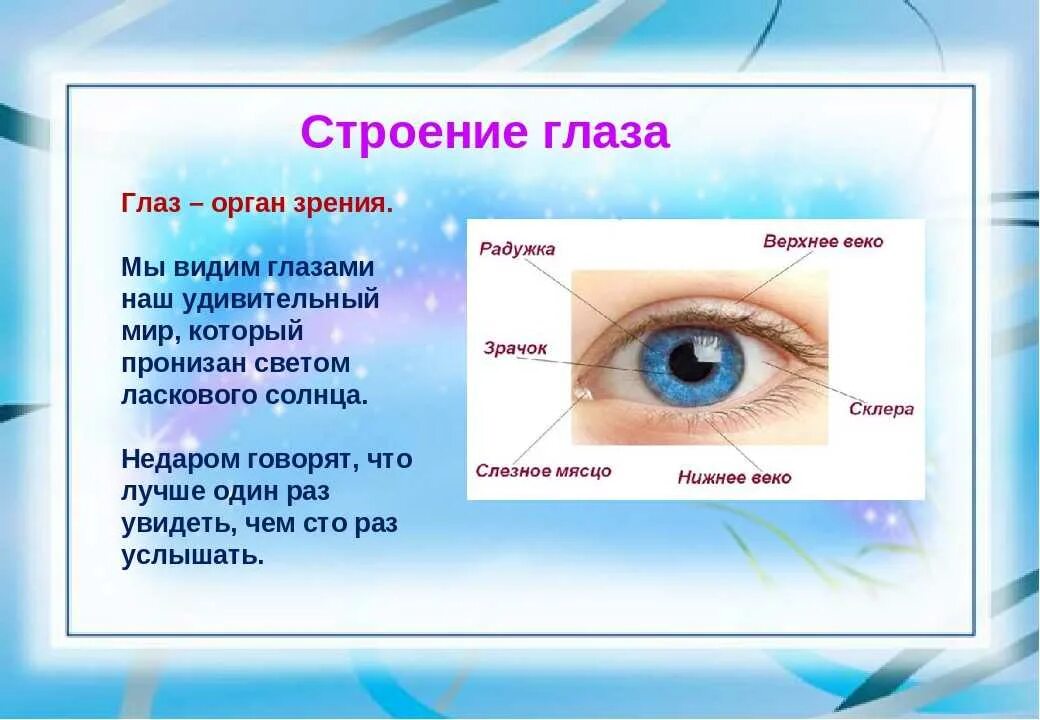 Что видим мы что видят дети. Органы чувств глаза. Глаза орган зрения. Глаза орган зрения для детей. Строение глаза для дошкольников.