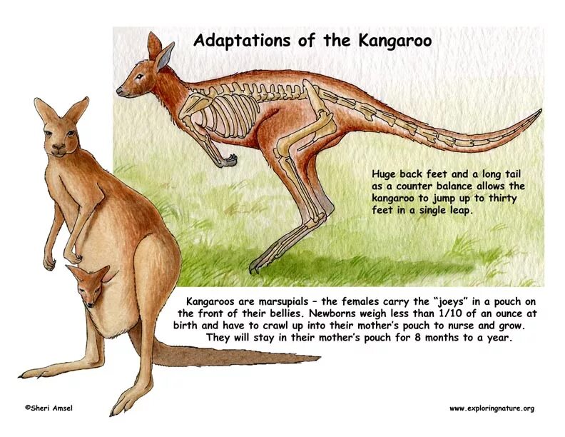 A kangaroo can перевод