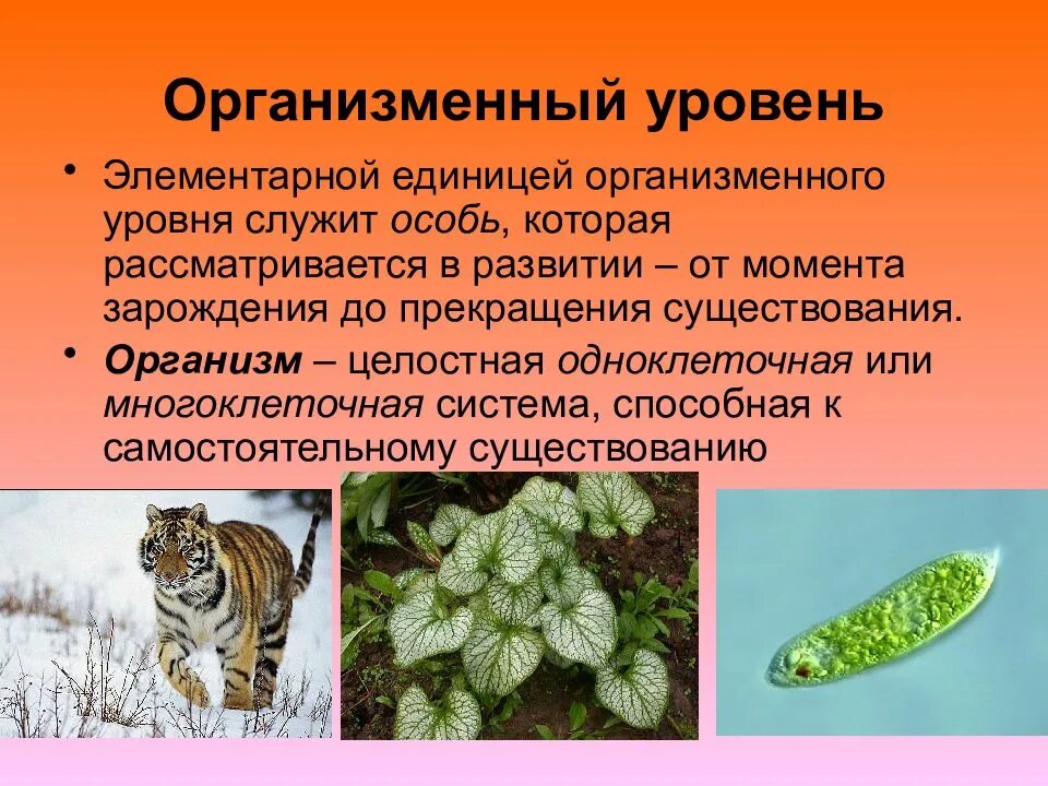 К клеточному уровню организации относят. Организменный уровень организации живого. организменный уровень организации живой природы. организменный уровень организации живой материи. организменный уровень организации жизни.