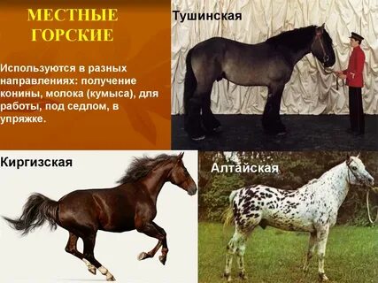 Виды кон
