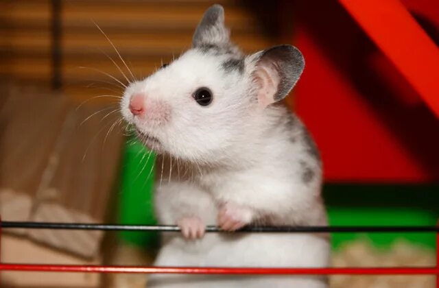 Finance functional level strategy. Как различить сирийского хомяка мальчик или девочка. Уровень в организации ceo-1 ceo-2. Хомяк из доты. Хомяк презентация.