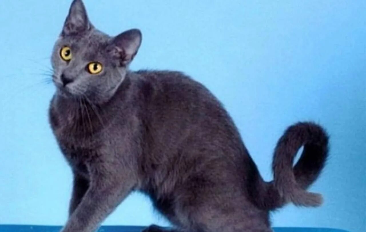 американский рингтейл. американский рингтейл порода кошек. американский рингтейл порода кошек. американский рингтейл или кольцехвостая. американский рингтейл порода кошек.