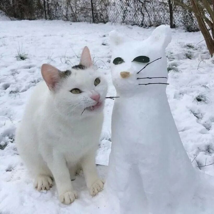 Разбитый кот. Кот Снеговик. Кот из снега. Смешной кот. Снеговик в виде кота.