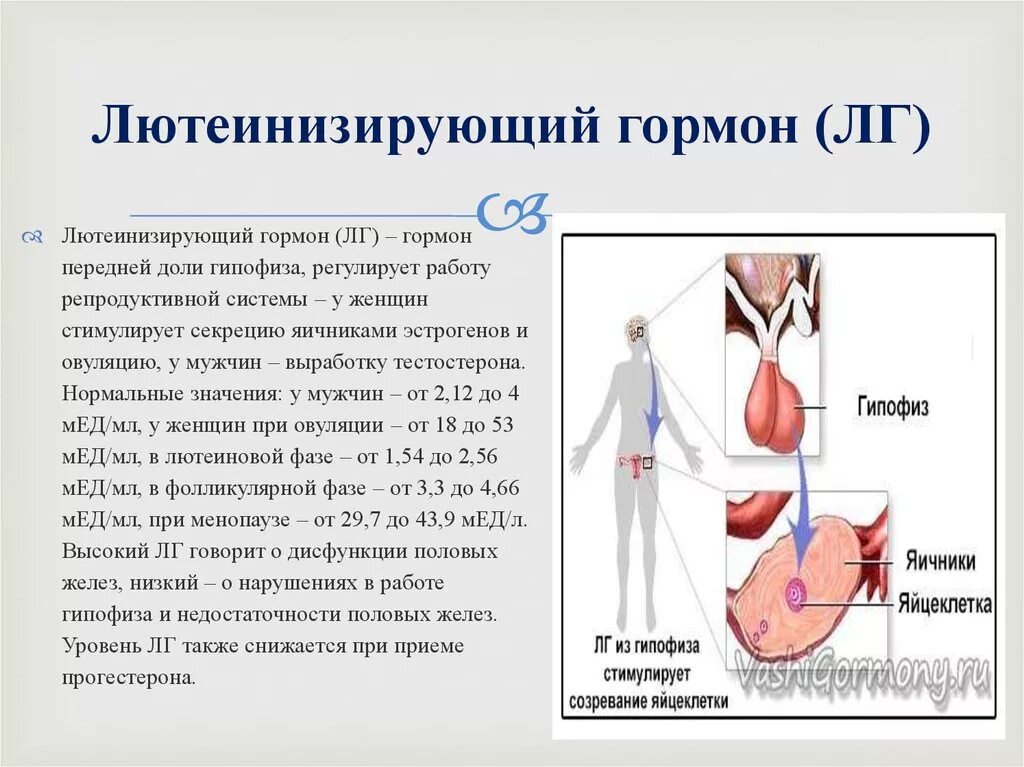 Повышенный уровень у женщин. ЛГ гормон норма у мужчин. ЛГ гормон функции. Лютеинизирующий гормон аденогипофиза:. Половой гормон ЛГ норма.