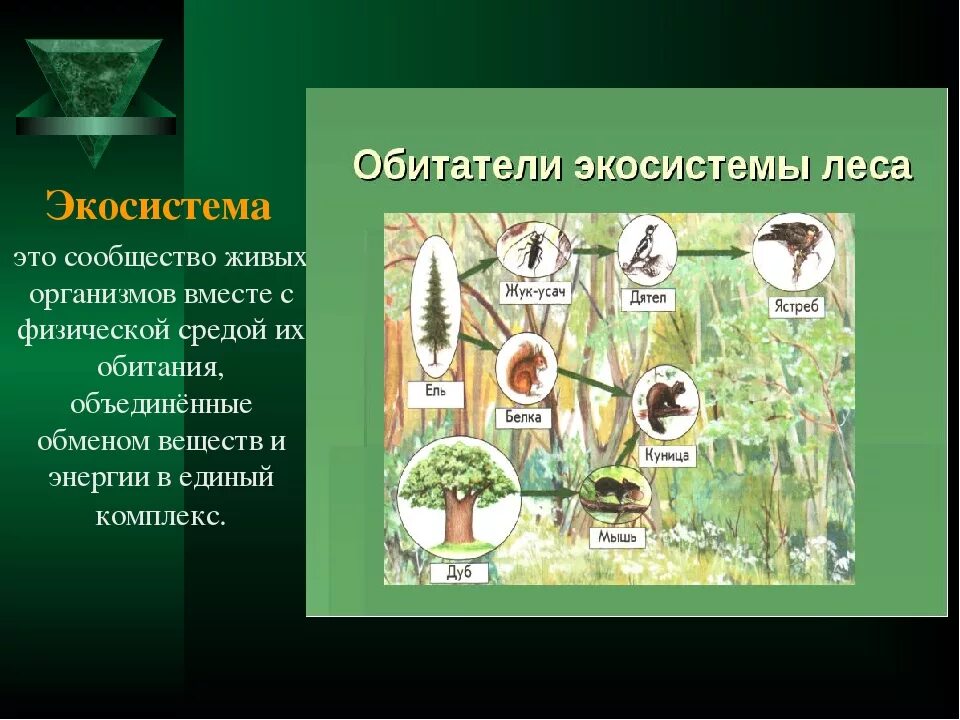 Экология сообществ называется. Экосистема. Обитатели экосистемы леса. Экологическое сообщество это в биологии. Природное сообщество экосистема.