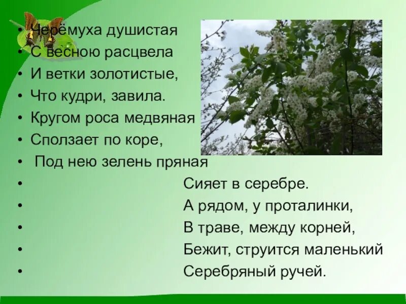 Ветки золотистые что кудри завила. Черёмуха душистая с весною расцвела. Черёмуха душистая с весною. Стихотворение черемуха. Черемушки душистая весною.