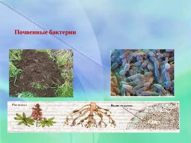 Почвенные бактерии и высшие растения. Почвенные бактерии.