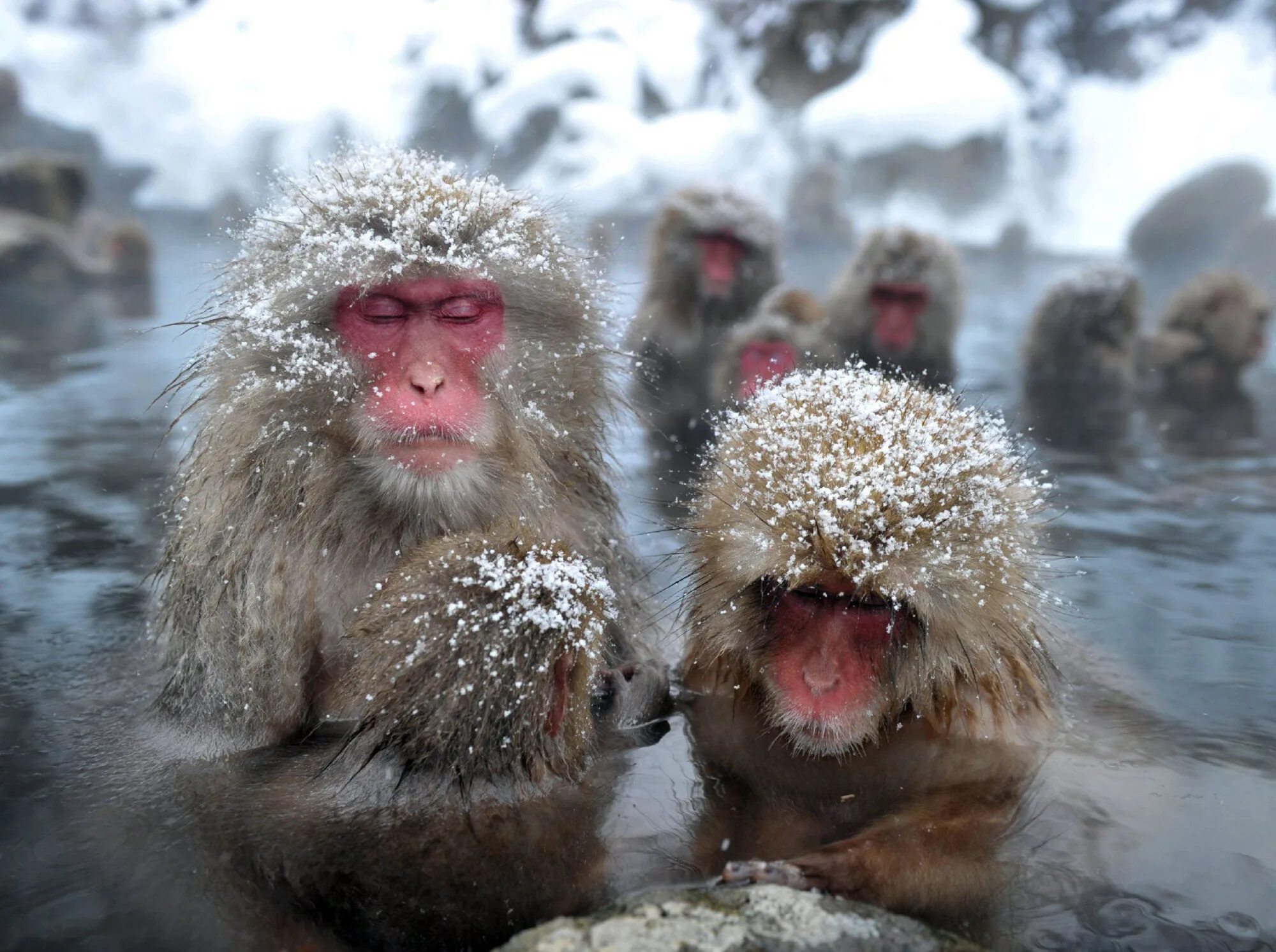 Обезьяна в кипятке. Парк снежных обезьян Джигокудани. Обезьянка в термальных источниках Японии. Макаки в горячих источниках в Японии. Парк Джигокудани Япония.