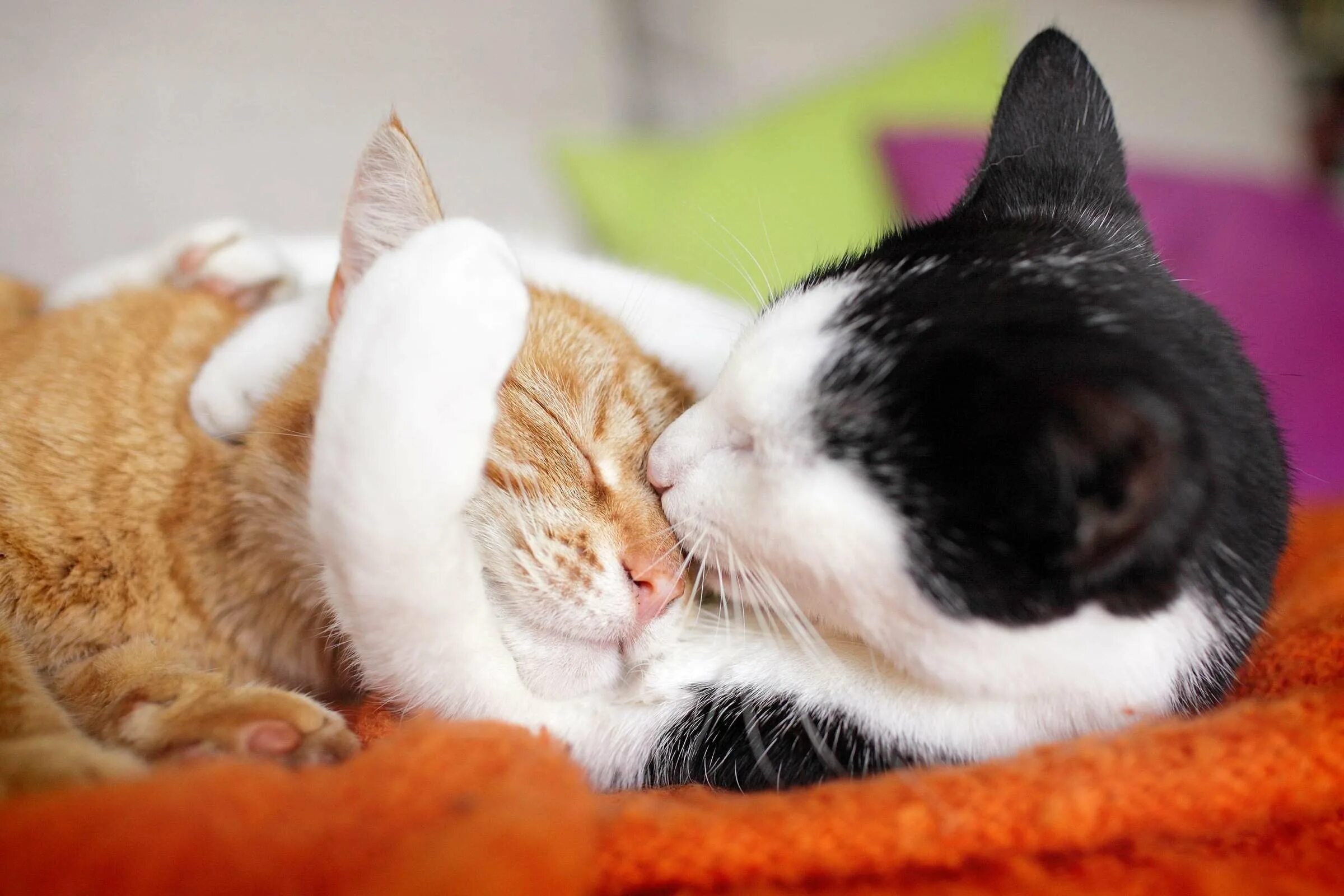 Котики обнимаются. Влюбленные кошки. Кот обнимает. Кошки обнимашки. Целуются и лижут друг друга
