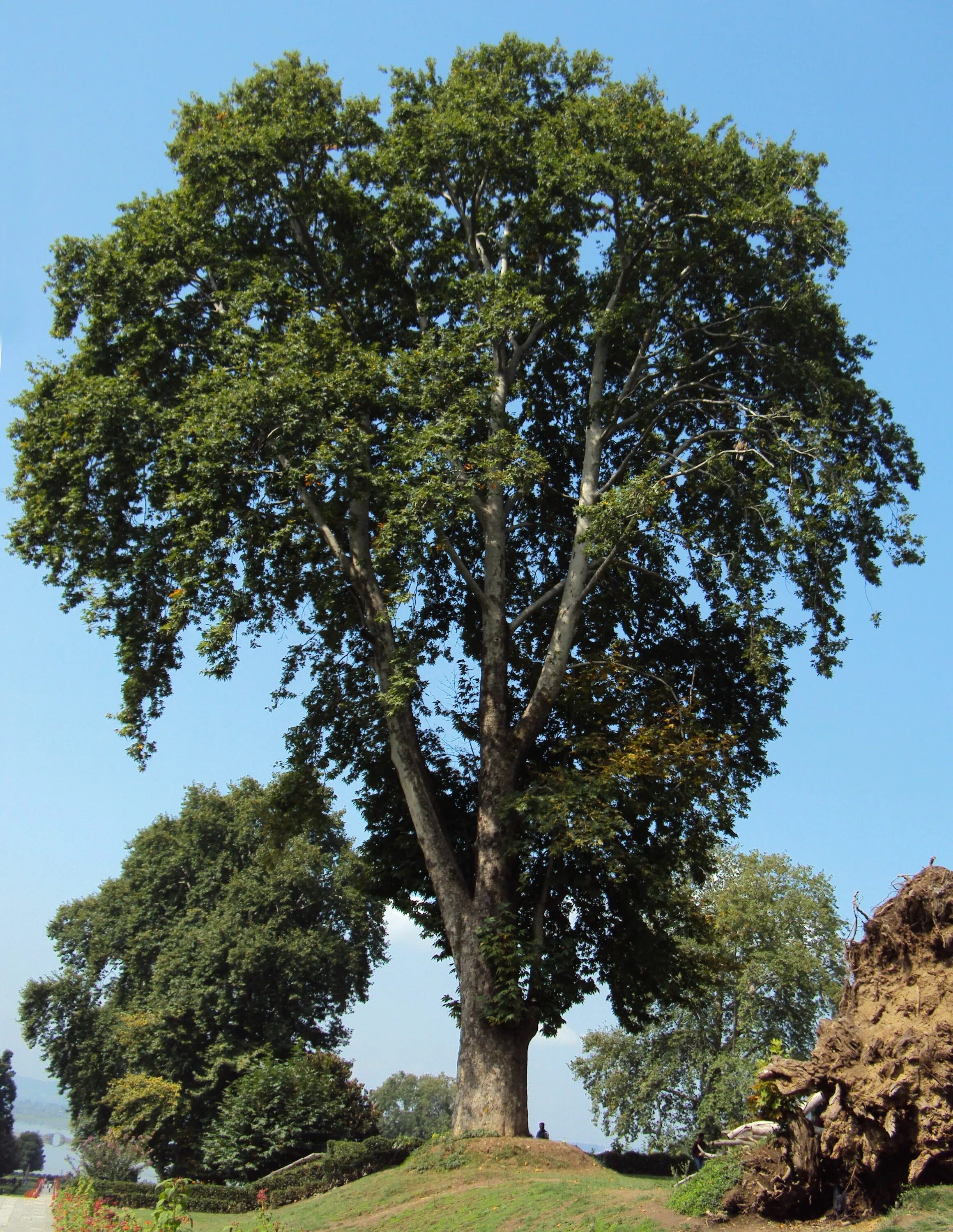 Что такое чинара. Платан Чинара. Платан Чинара дерево. Платан Восточный (Чинара) Platanus orientalis. Платан Восточный (Чинар).