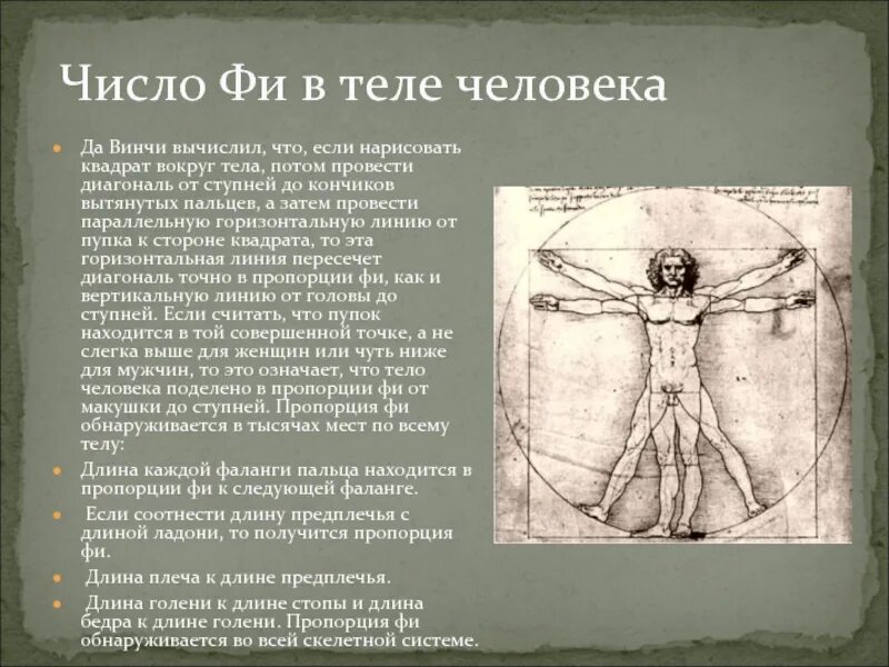 Число фи. Число да Винчи 1.618. Число фи золотое сечение. Число фи в теле человека. Число золотого сечения 1.618.