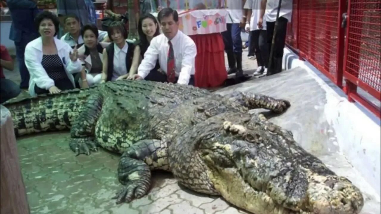 20 Largest Crocodiles Ever Recorded - YouTube
