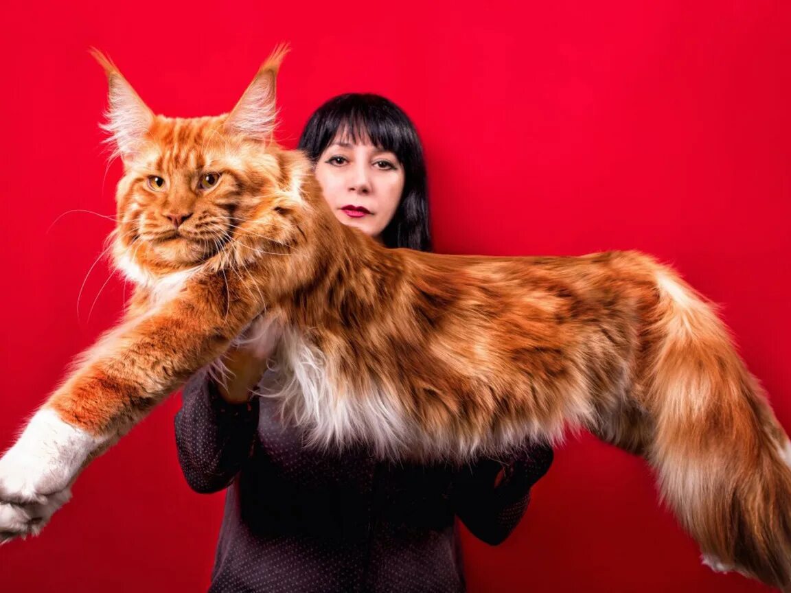 Largest cat