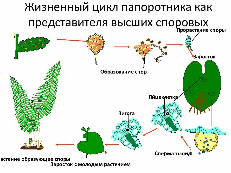 Споры хвощей клетки заростка папоротника спермии. Цикл размножения папоротников схема. Циклы развития высших споровых растений. Размножение папоротников схема. Циклы развития растений папоротники.