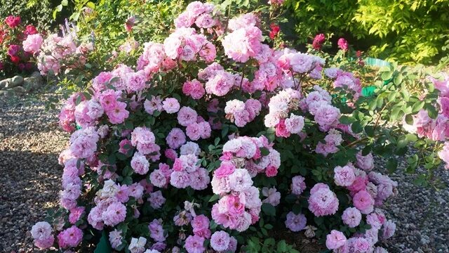 Кис роз. Джон Девис плетистые розы. Клаймбер Джон Дэвис.