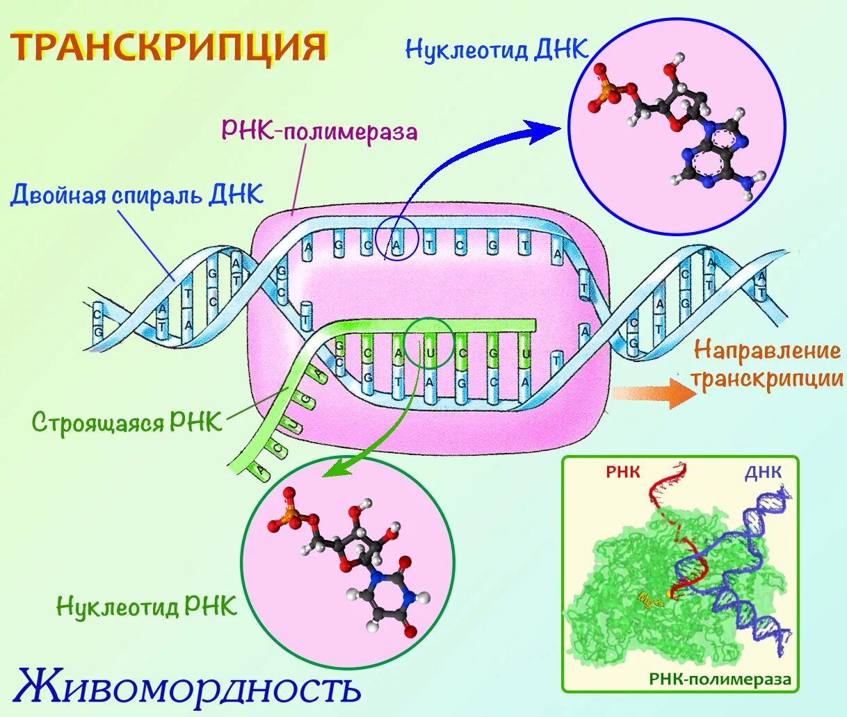 Нуклеотид вируса. Схема транскрипции синтеза белка. Процесс транскрипции ДНК. Транскрипция РНК схема. Схема процесса транскрипции.