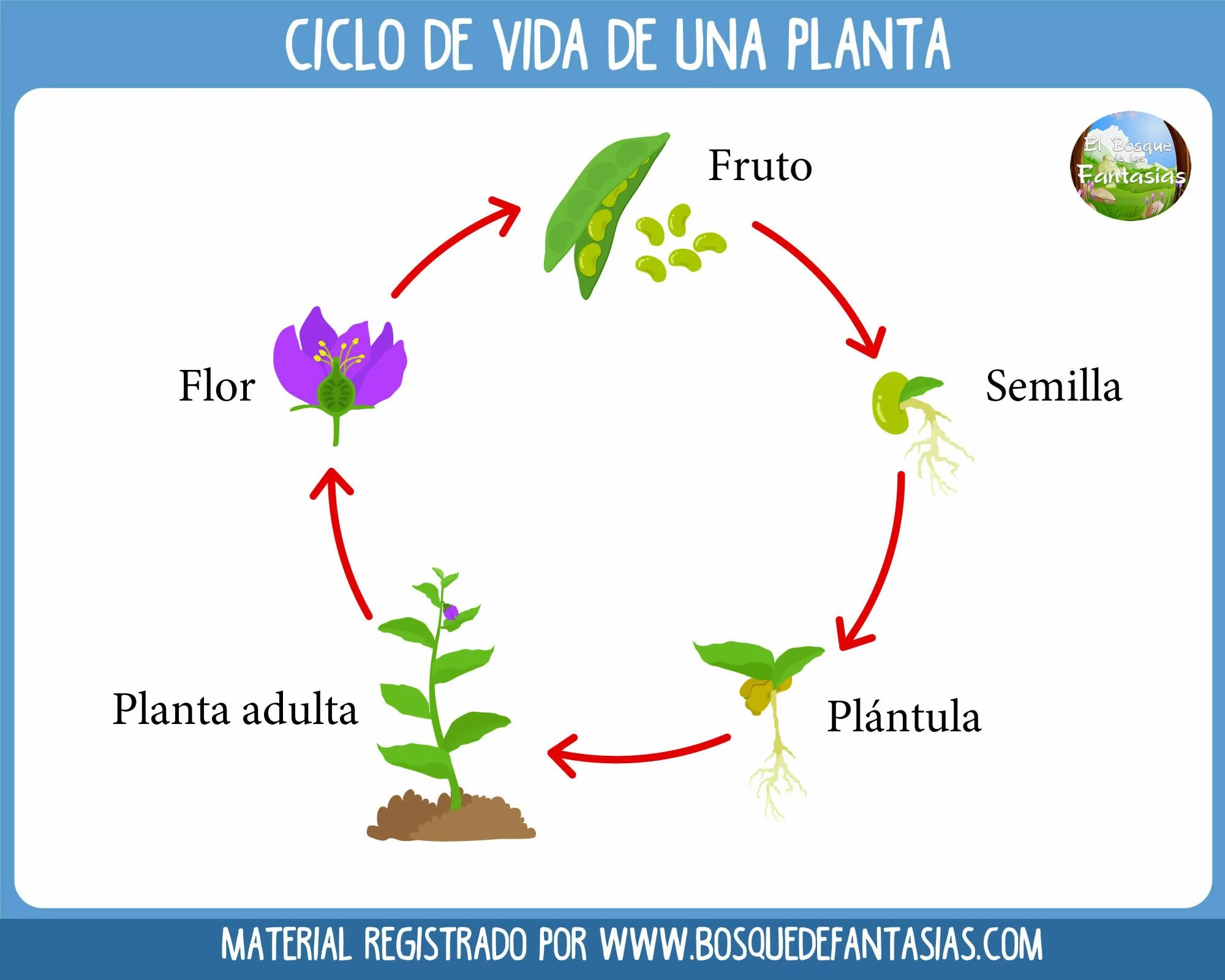 Жизненный цикл растений для детей. Plant Life Cycle. Цикл жизни цветка. Цикл жизни растений для детей.