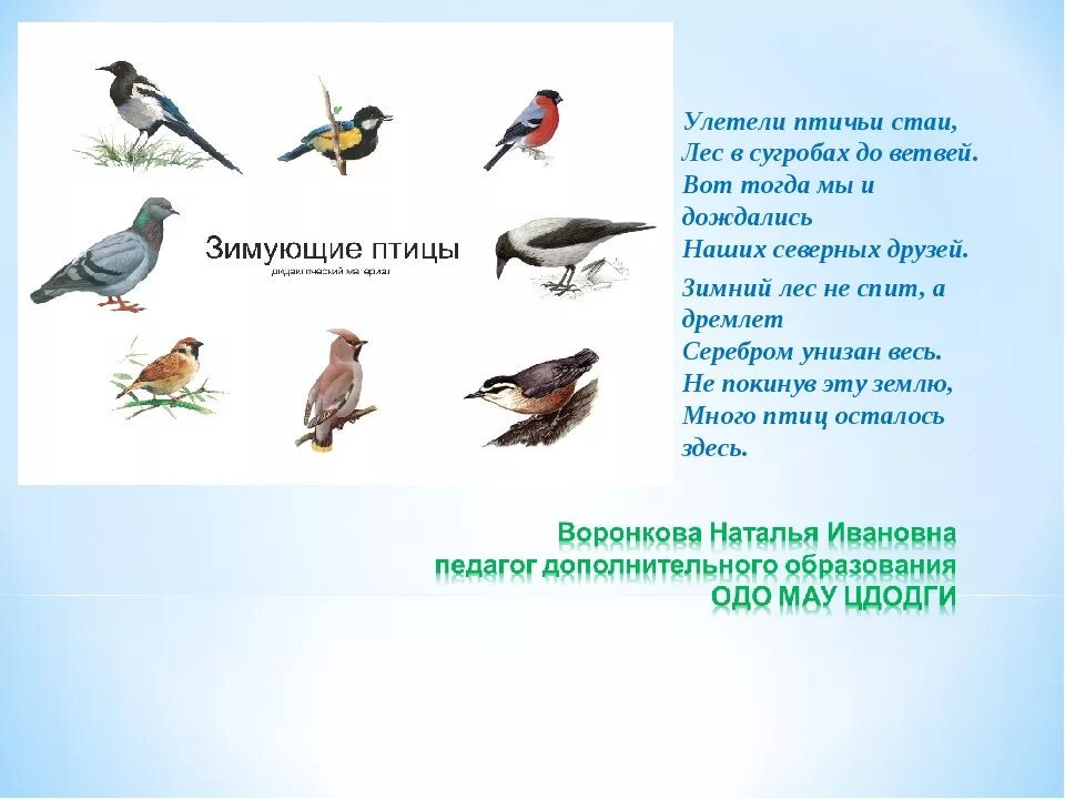 Птицы прилетающие весной в россию. Зимующие птицы. Зимующие птицы на севере. Птицы которые зимуют на юге. Птицы которые улетают зимой.