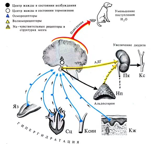 Центр регуляции голода и жажды