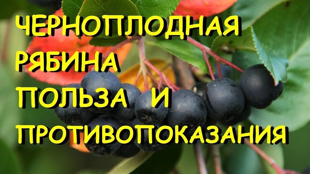 Полезные свойства черноплодной. Чёрноплодная рябина полезные. Арония черноплодная лечебные. Полезные и лечебные свойства черноплодную рябину. Чернопллоднаярябига лечебные.