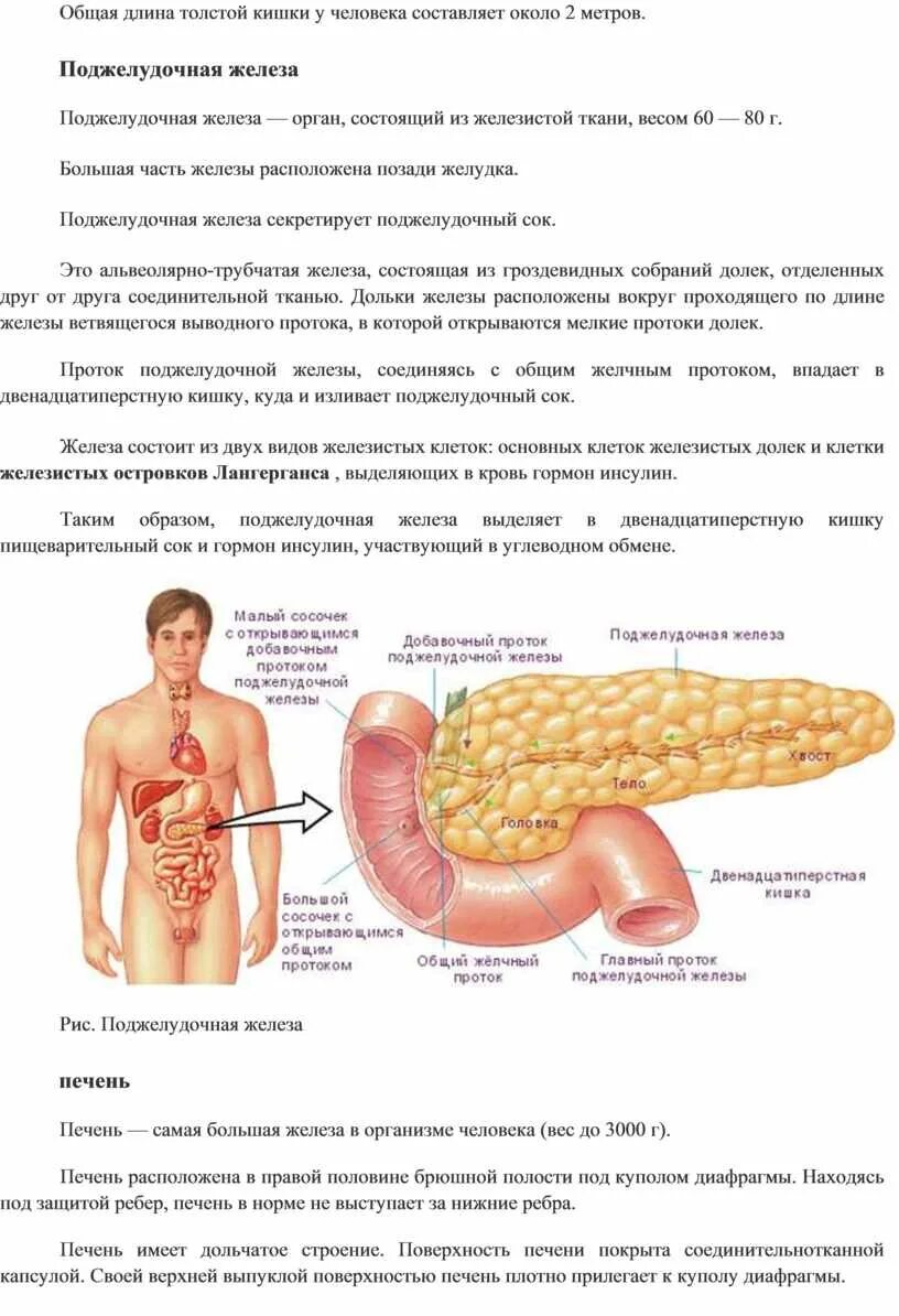 Сколько сантиметров кишка. Сколько метров тонкий кишечник. Длина кишечника у взрослого человека составляет 12 метров. Сколько метров толстый кишечник. Длина толстой кишки у взрослого человека составляет.