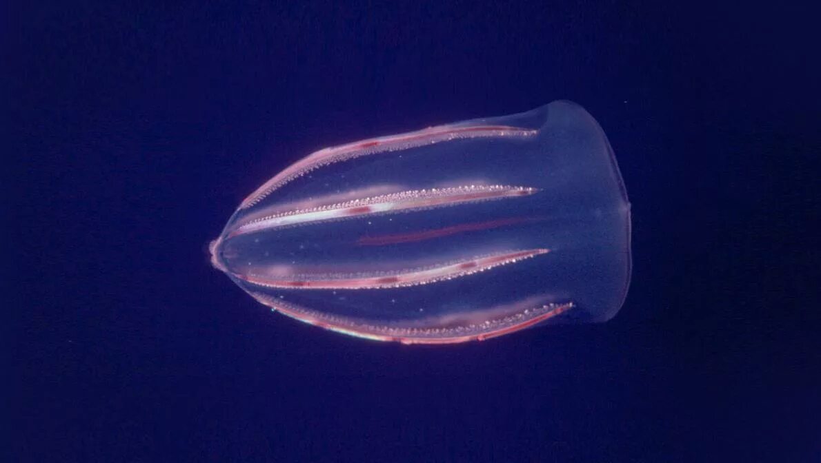 Comb jellies. Мнемиопсис медуза. Гребневик мнемиопсис в черном море. Гребневик Beroe ovata. Североамериканский Гребневик.