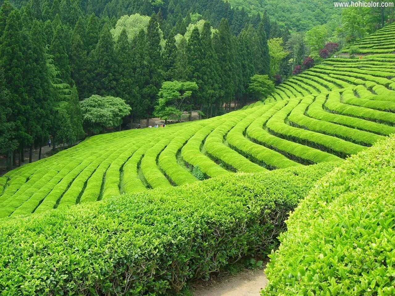 Виды плантаций. Шри Ланка чайные плантации. Шри Ланка плантации чая. Чайные плантации в Индии. Юньнань чайные плантации.