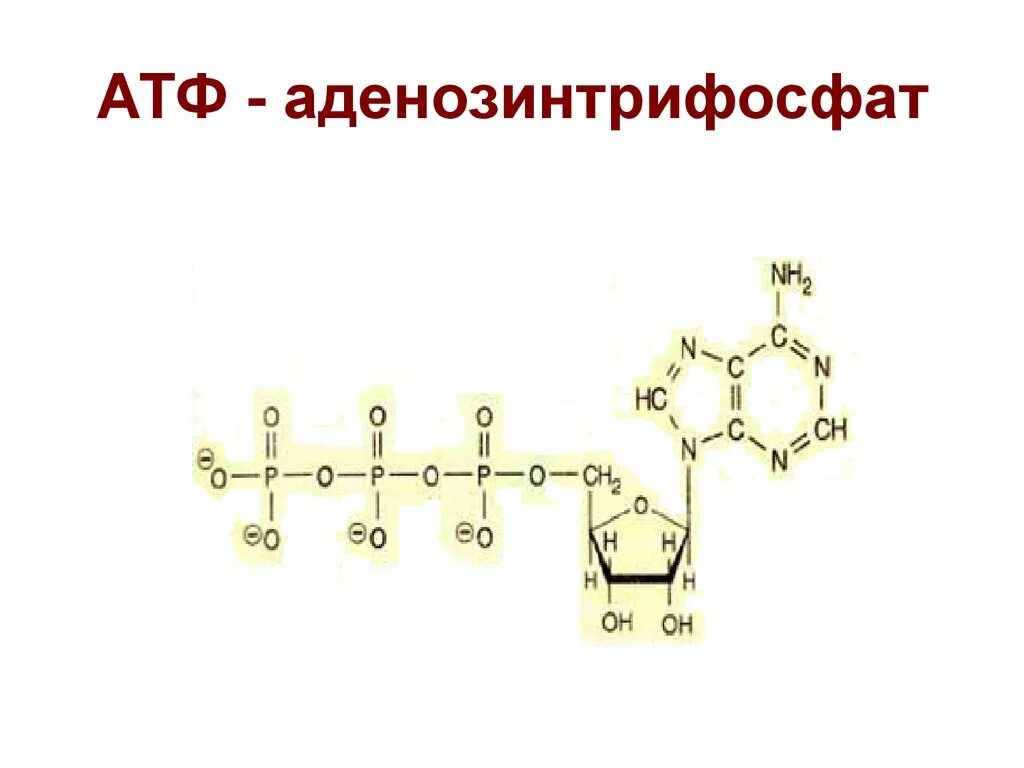 Увеличение атф. Молекула АТФ аденозин. Строение АТФ без подписей. Аденозинтрифосфат формула. Химическая формула молекулы АТФ.