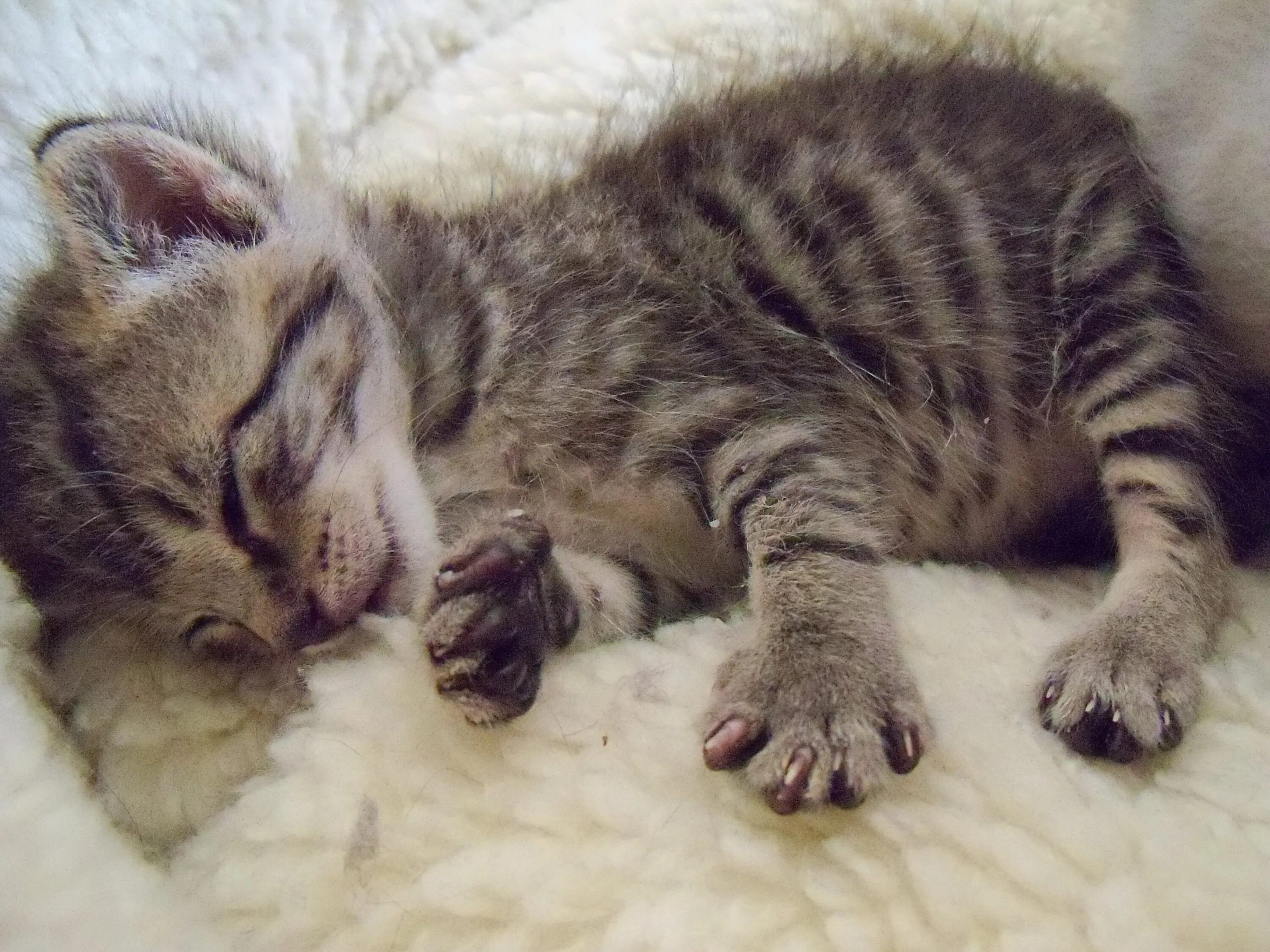 Когда у котят открываются глаза. Здоровые котята 2 месяца. маленькие котята которым 2 месяца. когда у котят открываются глазки. котята спустя 2 месяца.