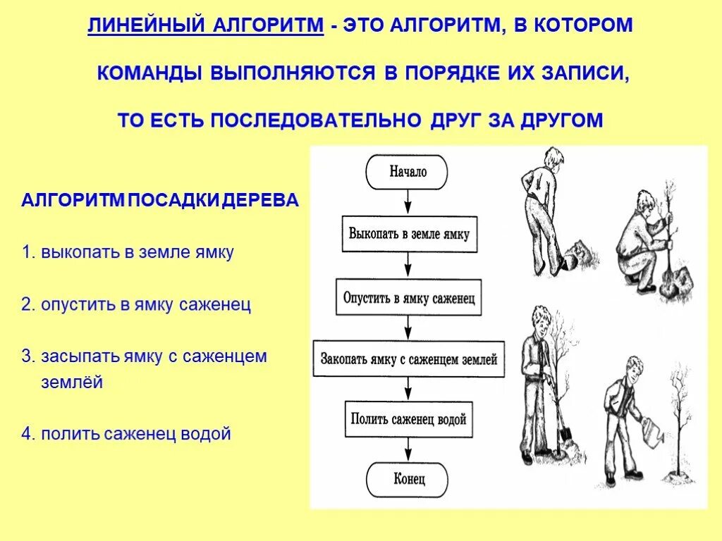 Линейный алгоритм посадки дерева. Линейный алгоритм. Алгоритм посадки дерева. Алгоритм в котором команды выполняются в порядке их записи. Расставьте действия в нужном порядке алгоритм