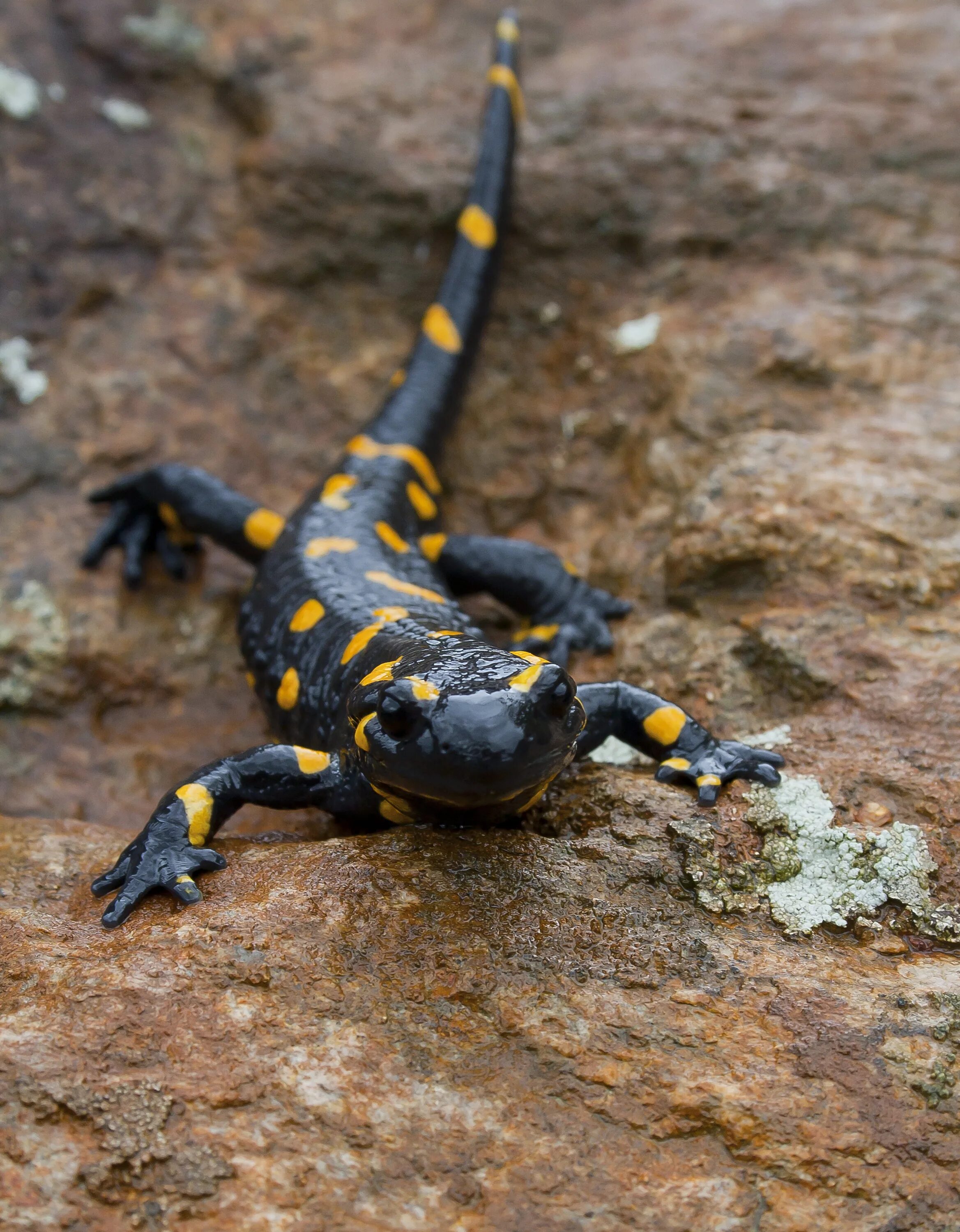 Огненная ящерка. Огненная саламандра salamandra salamandra. тритон огненная саламандра. пятнистая саламандра. саламандра земноводное.