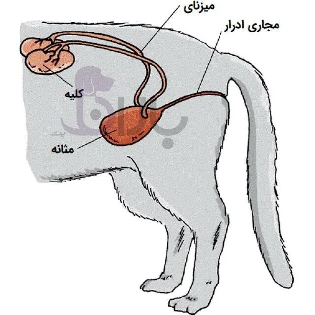 Мочевой пузырь у собаки расположение. Мочеполовая система кота анатомия. Строение мочеполовой системы кобеля. Мочевой пузырь собаки анатомия.