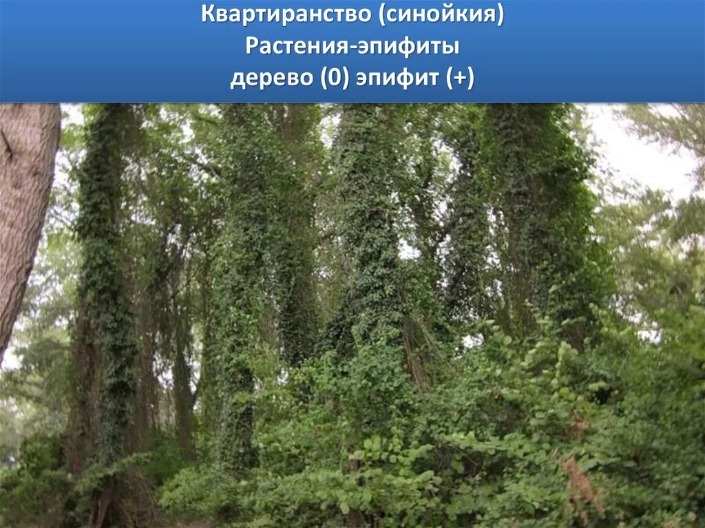 Синойкия квартиранство. Квартиранство Эпифиты. Дерево и эпифит Тип взаимоотношений. Растения Эпифиты и деревья Тип взаимоотношений. Отношения между деревом и эпифитом