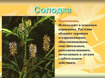 Травы обладающие