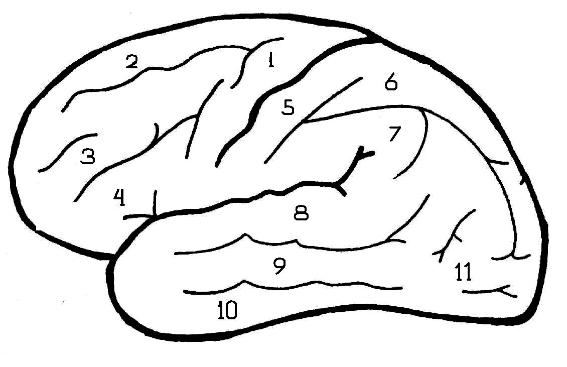 Brain first. III лобная извилина. Верхнелатеральная поверхность полушария. Верхняя теменная извилина. Верхнелатеральная поверхность полушария извилины.