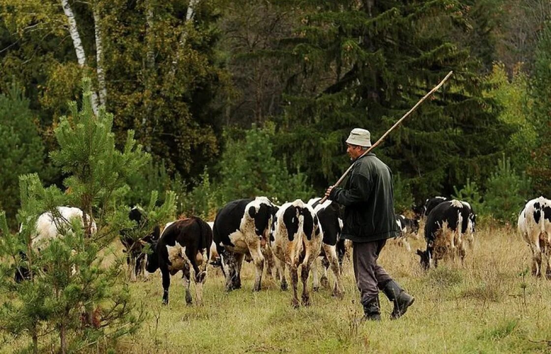 Пастух гонит стадо. Пастух. Пасти коров. Пастух коров. Пастух пасет коров.