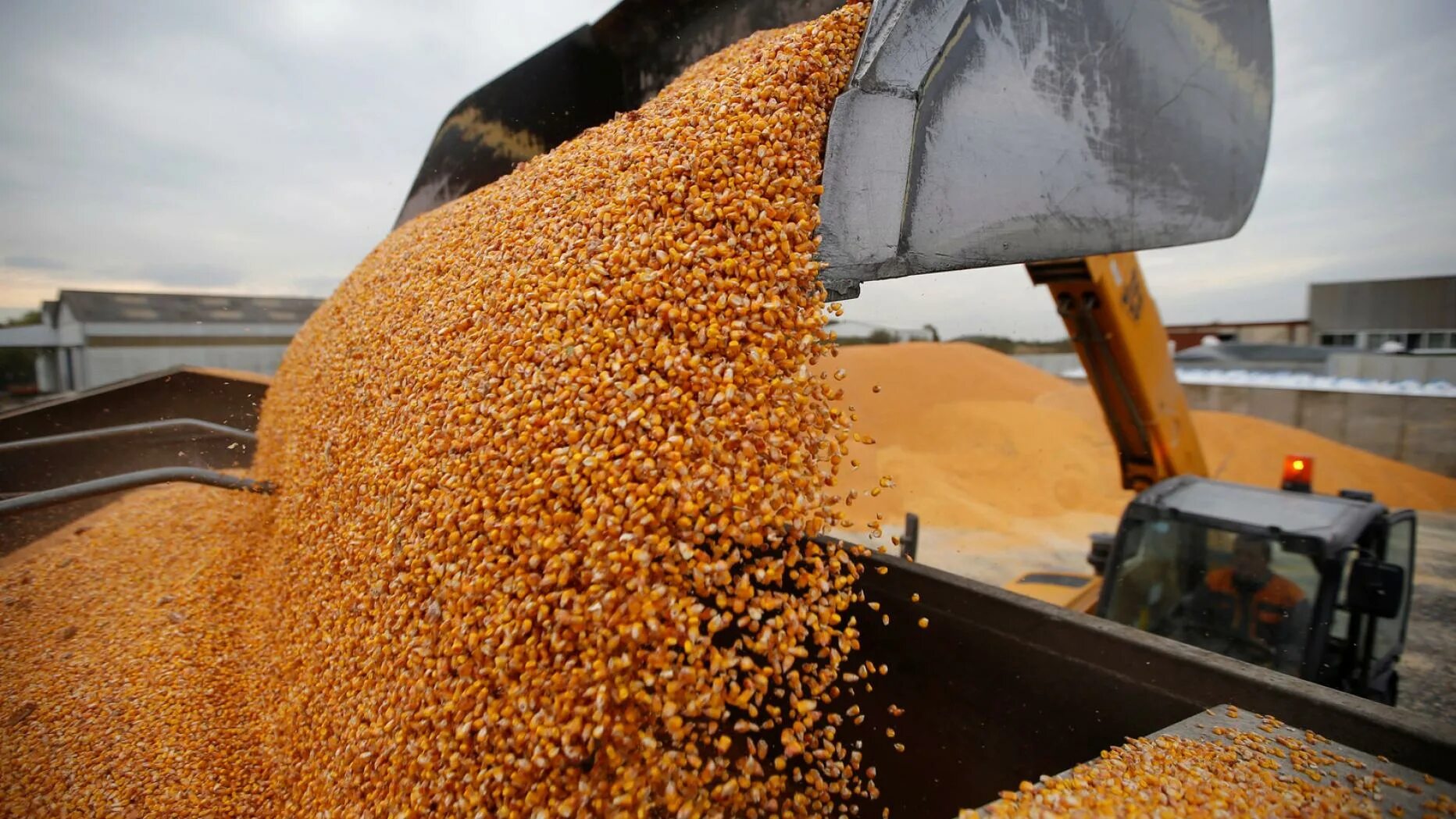 Реализуем зерно. Отгрузка зерна. Транспортировка зерна. Зерновые грузы. Зерновой рынок.