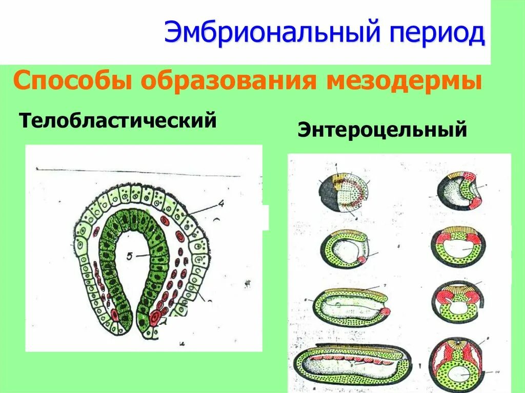 Онтогенез наследственный